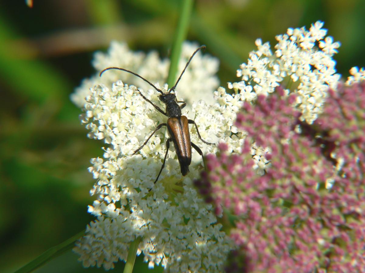 Cerambycidae ? - Anastrangalia dubia ssp. dubia